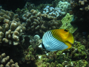 Diving around Maui